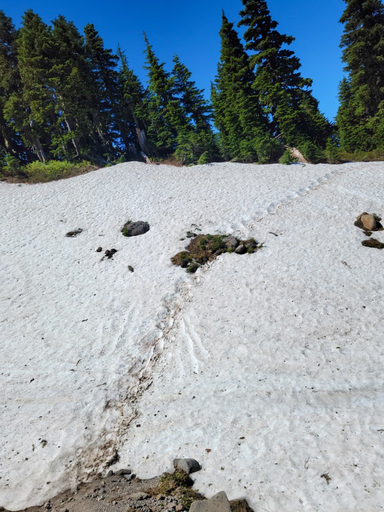 TimberlineTrailJuly (57)